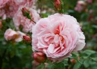 Villa Giustiniani – Fotogallery il Roseto – 31